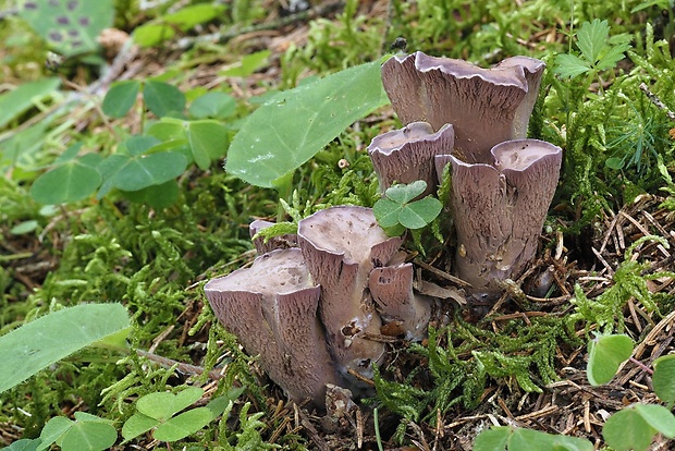 lievikovec kyjakovitý Gomphus clavatus (Pers.) Gray