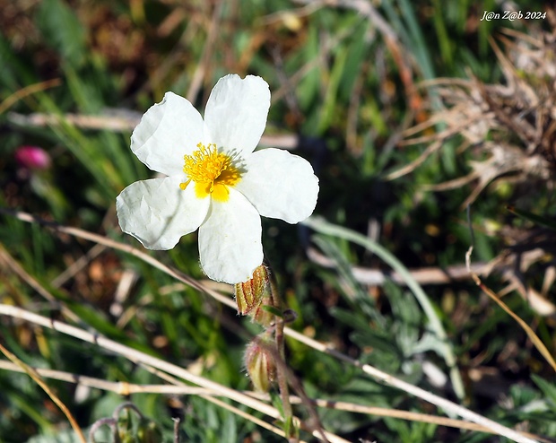 devätorník apeninský Helianthemum apenninum (L.) Mill.