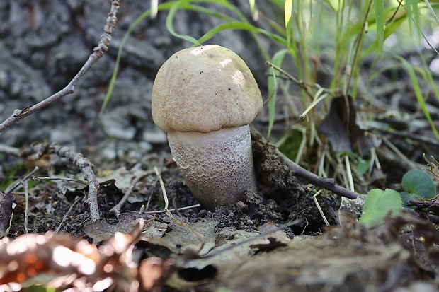 kozák topoľový Leccinum duriusculum (Schulzer ex Kalchbr.) Singer