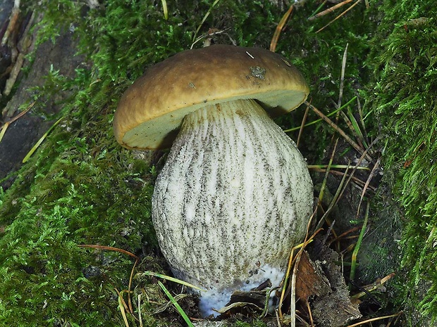 kozák hrabový Leccinum pseudoscabrum (Kallenb.) Šutara