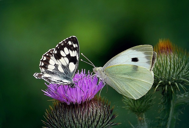 očkáň timotejkový (sk) / okáč bojínkový (cz) Melanargia galathea (Linnaeus, 1758)