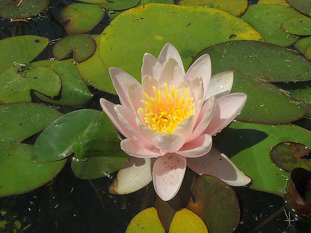 lekno Nymphaea sp.