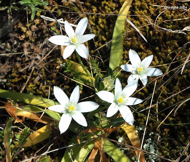 bledavka cibuľkatá Ornithogalum exscapum Ten.