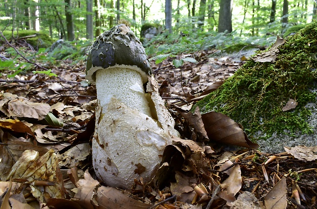 hadovka smradľavá Phallus impudicus L.