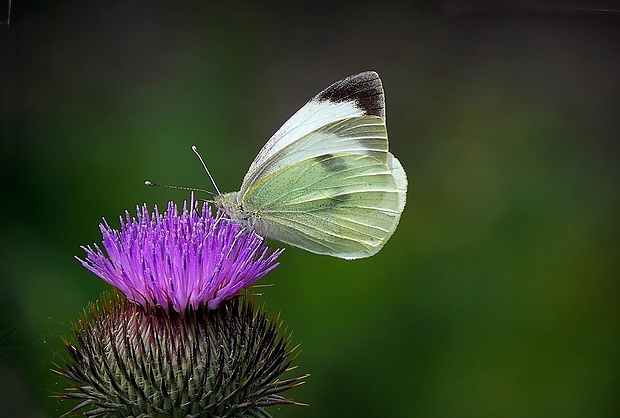 mlynárik kapustový (sk) / bělásek zelný (cz) Pieris brassicae (Linnaeus, 1758)