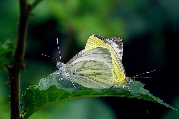 mlynárik repkový (sk) / bělásek řepkový (cz) Pieris napi (Linnaeus, 1758)