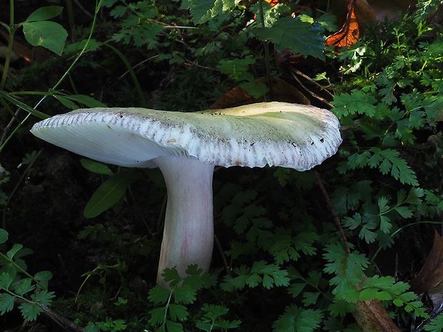 plávka fialovohlúbiková Russula violeipes Quél.