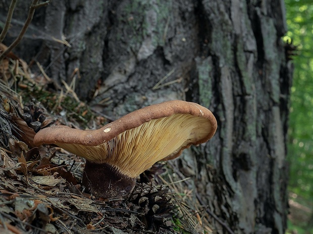 čechračka tmavohlúbiková Tapinella atrotomentosa (Batsch) Šutara