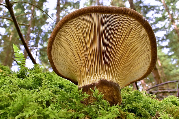 čechračka tmavohlúbiková Tapinella atrotomentosa (Batsch) Šutara