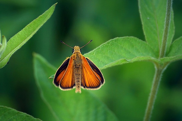 súmračník čiarkový (sk) / soumračník čárečkovaný (cz) Thymelicus lineola (Ochsenheimer, 1808)