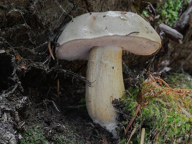 podhríb žlčový Tylopilus felleus (Bull.) P. Karst.