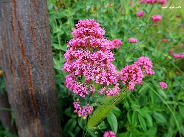 valeriána Veleriana rubra L.