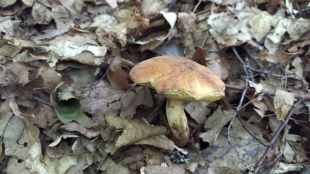 suchohríb Xerocomus sp.