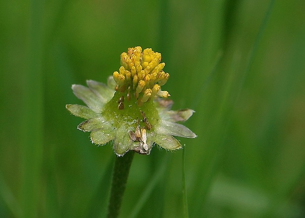 sedmokráska obyčajná Bellis perennis L.