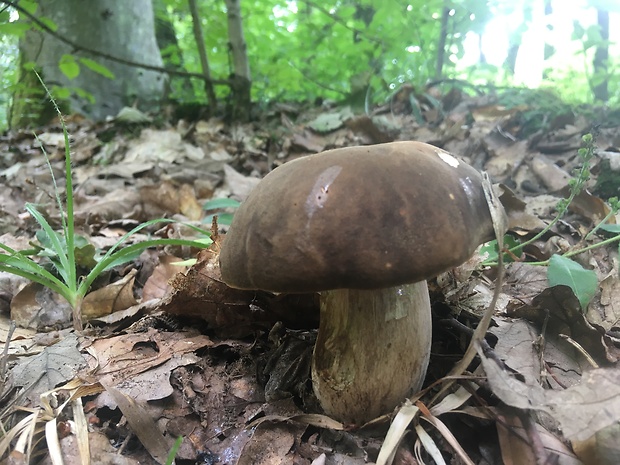 hríb bronzový Boletus aereus Bull. ex Fr.