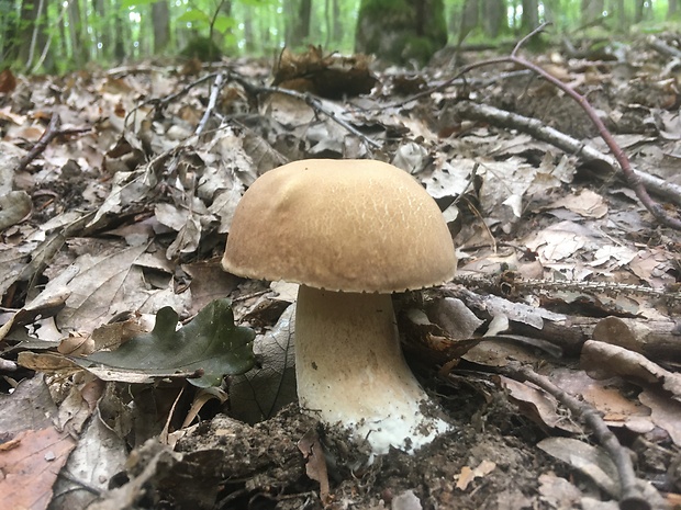 hríb dubový Boletus reticulatus Schaeff.