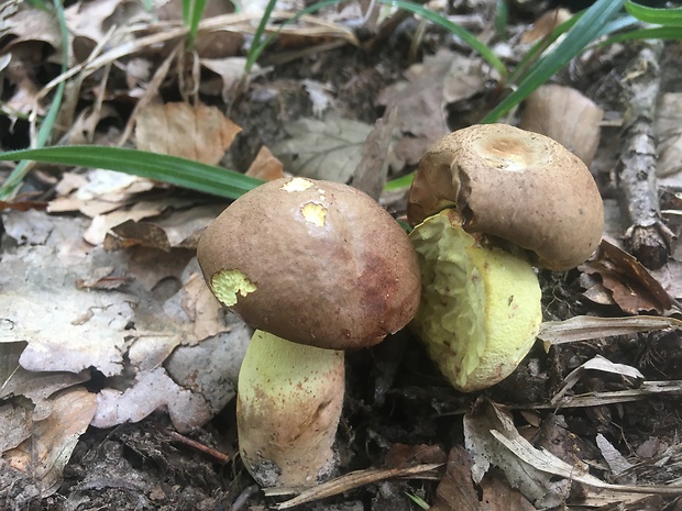 hríb nádherný Butyriboletus fuscoroseus (Smotl.) Vizzini & Gelardi