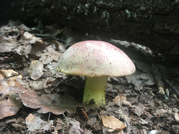 hríb kráľovský Butyriboletus regius (Krombh.) D. Arora & J.L. Frank