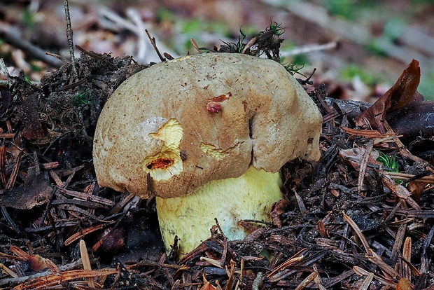 hríb sivoružový Butyriboletus roseogriseus (J. Šutara, M. Graca, M. Kolarík, V. Janda & M. Kríž) Vizzini & Gelardi