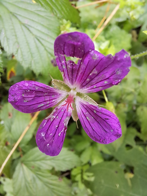 pakost močiarny Geranium palustre L.