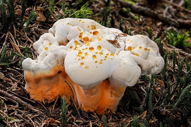 jelenkovka oranžová Hydnellum floriforme (Schaeff.) Banker