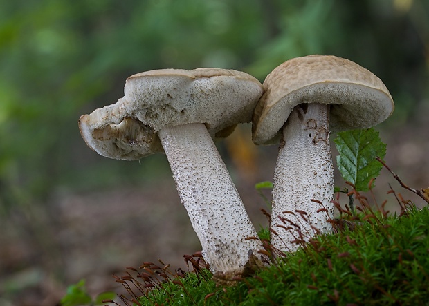 kozák hrabový Leccinum pseudoscabrum (Kallenb.) Šutara