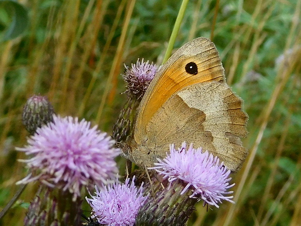 očkáň lúčny ♀ Maniola jurtina  (Linnaeus, 1758)