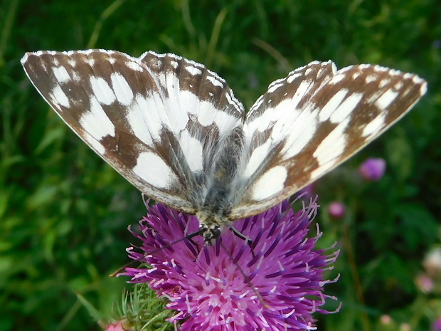 očkáň timotejkový Melanargia galathea  (Linnaeus, 1758)