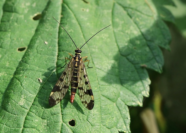 srpica obyčajná Panorpa vulgaris