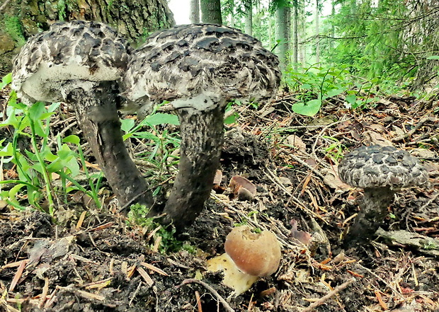 šiškovec šupinatý Strobilomyces strobilaceus (Scop.) Berk.