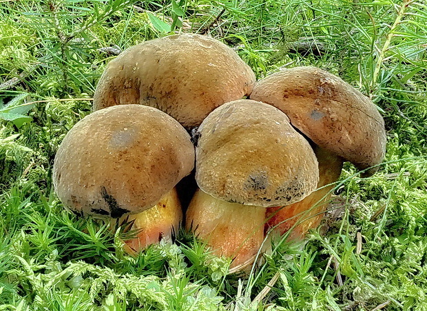 hríb zrnitohlúbikový Sutorius luridiformis (Rostk.) G. Wu & Zhu L. Yang