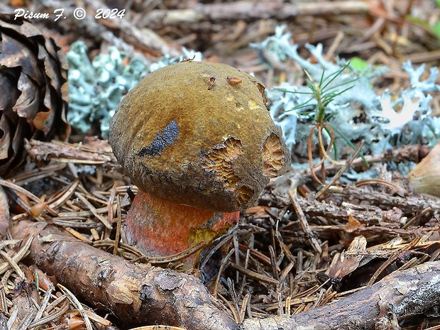 hríb zrnitohlúbikový Sutorius luridiformis (Rostk.) G. Wu & Zhu L. Yang