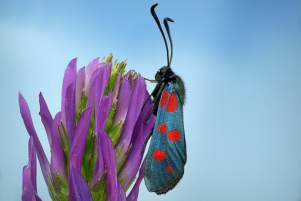 vretienka obyčajná (sk) / vřetenuška obecná (cz) Zygaena filipendulae (Linnaeus, 1758)