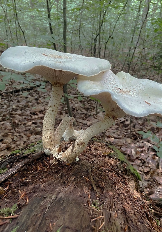 tmavuľka šupinkatá (bradavičnatá) melanoleuca veruccipes