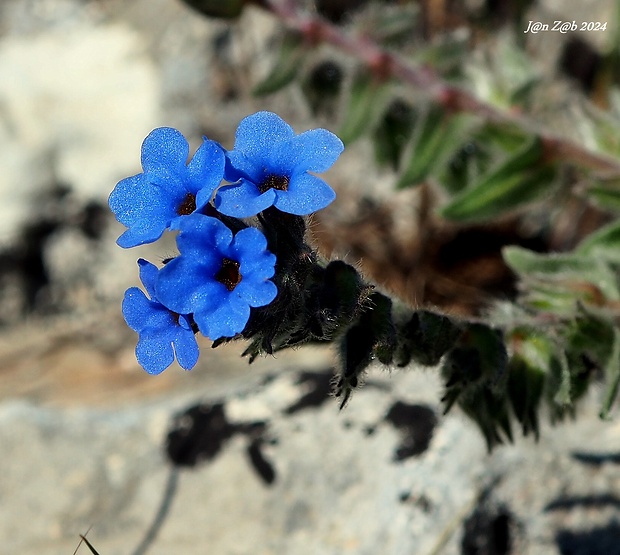 alkana farbiarska Alkanna tinctoria (L.) Tausch