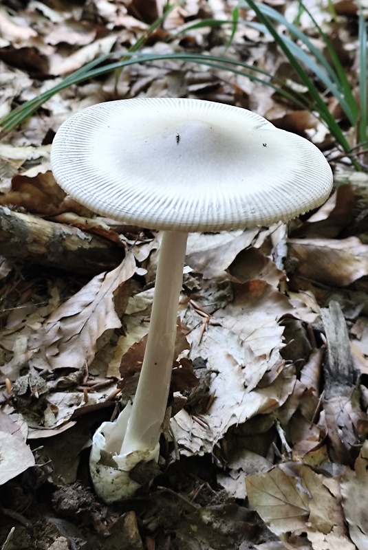 muchotrávka pošvatá Amanita vaginata (Bull.) Lam.