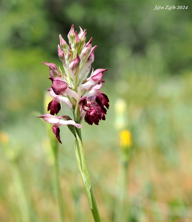 červenohlav Anacamptis coriophora subsp. fragrans (Pollini) R.M.Bateman, Pridgeon & M.W.Chase