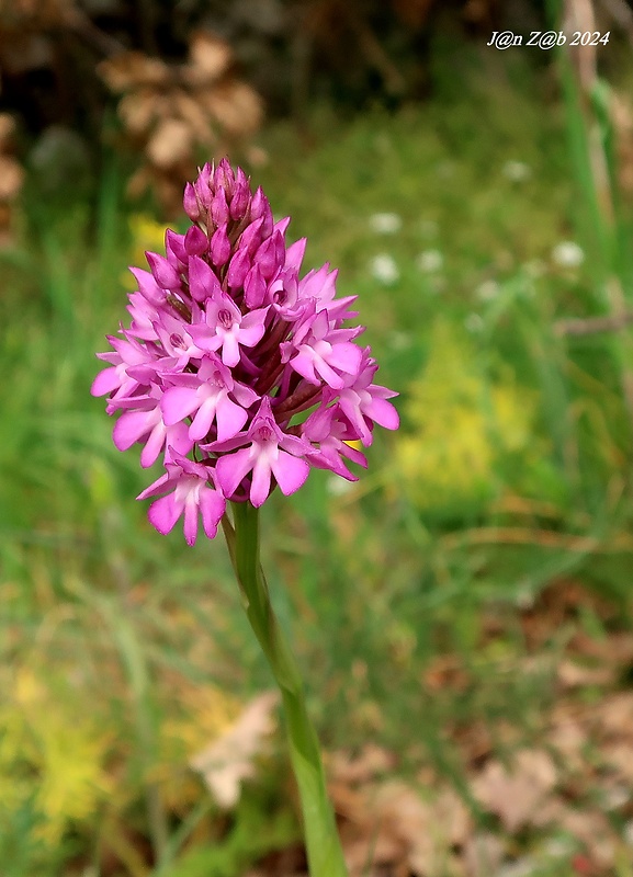 červenohlav ihlanovitý Anacamptis pyramidalis (L.) Rich