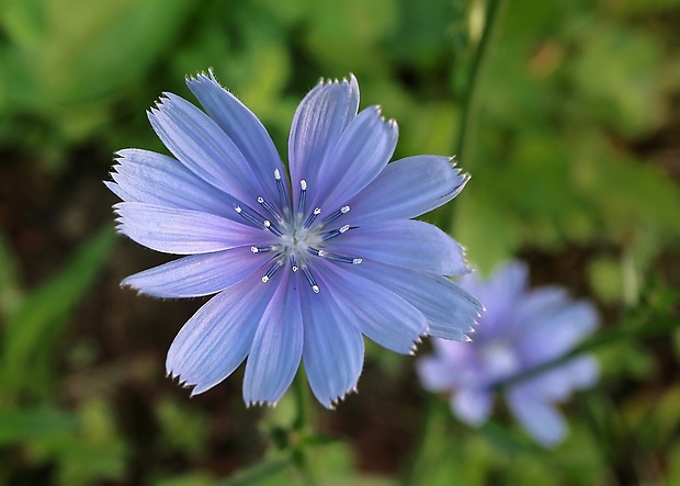 čakanka obyčajná Cichorium intybus L.