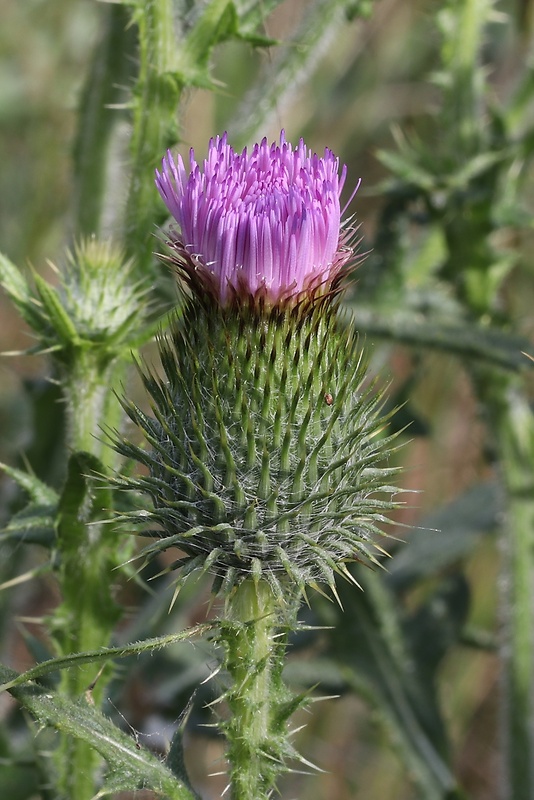 pichliač obyčajný Cirsium vulgare (Savi) Ten.