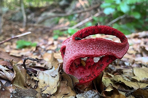 mrežovka kvetovitá Clathrus archeri (Berk.) Dring