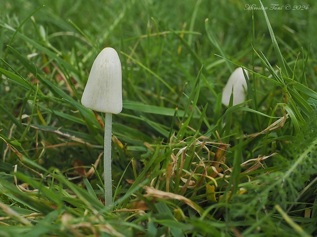 kapucňovec mliečny Conocybe apala (Fr.) Arnolds