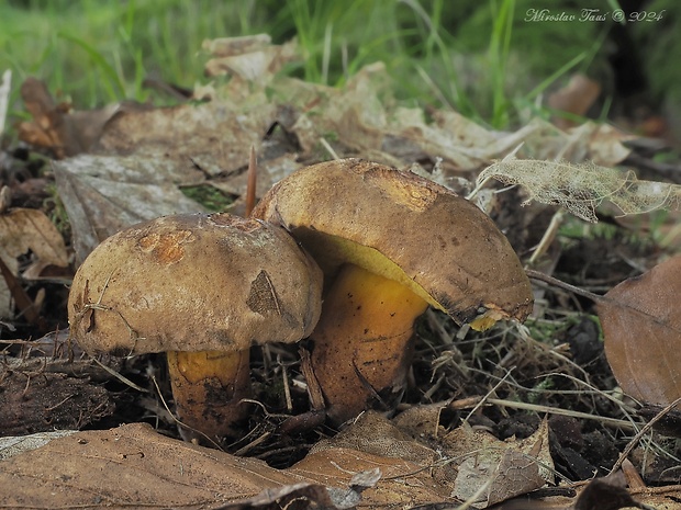 hríb modrejúci Cyanoboletus pulverulentus (Opat.) Gelardi, Vizzini & Simonini