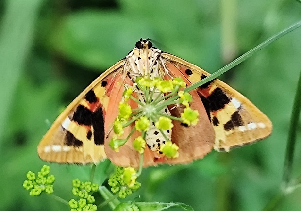 spriadač kostihojový  Euplagia quadripunctaria