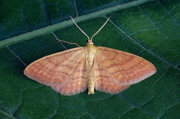 piadica okrová (sk) / žlutokřídlec okrový Idaea ochrata (Scopoli, 1763)