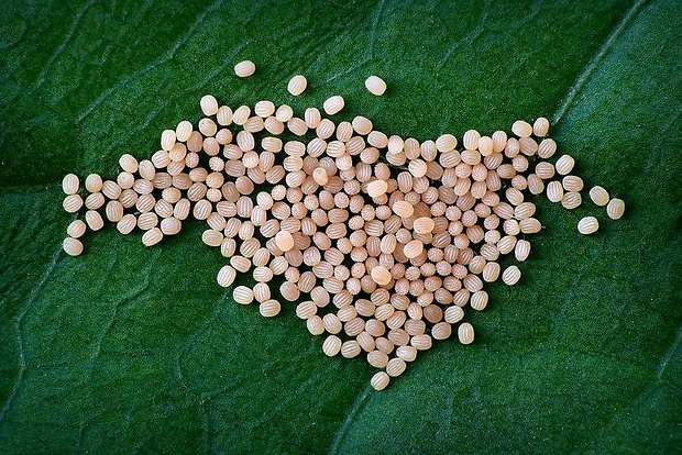 piadica hviezdicová (sk) / žlutokřídlec hnědočárný (cz) Idaea rufaria (Hübner, 1799)