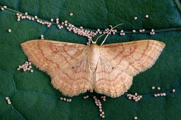 piadica hviezdicová (sk) / žlutokřídlec hnědočárný (cz) Idaea rufaria (Hübner, 1799)