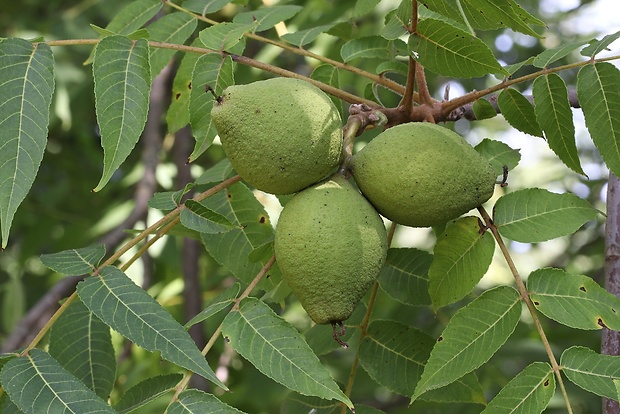 orech čierny Juglans nigra L.