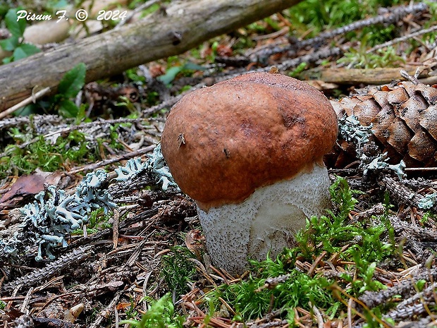 kozák smrekový Leccinum piceinum Pilát & Dermek