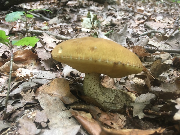 kozák hrabový Leccinum pseudoscabrum (Kallenb.) Šutara